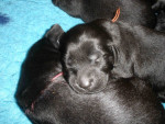 Darcy / Justy pups 26 juni 2011